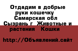  Отдадим в добрые руки кошечку  - Самарская обл., Сызрань г. Животные и растения » Кошки   